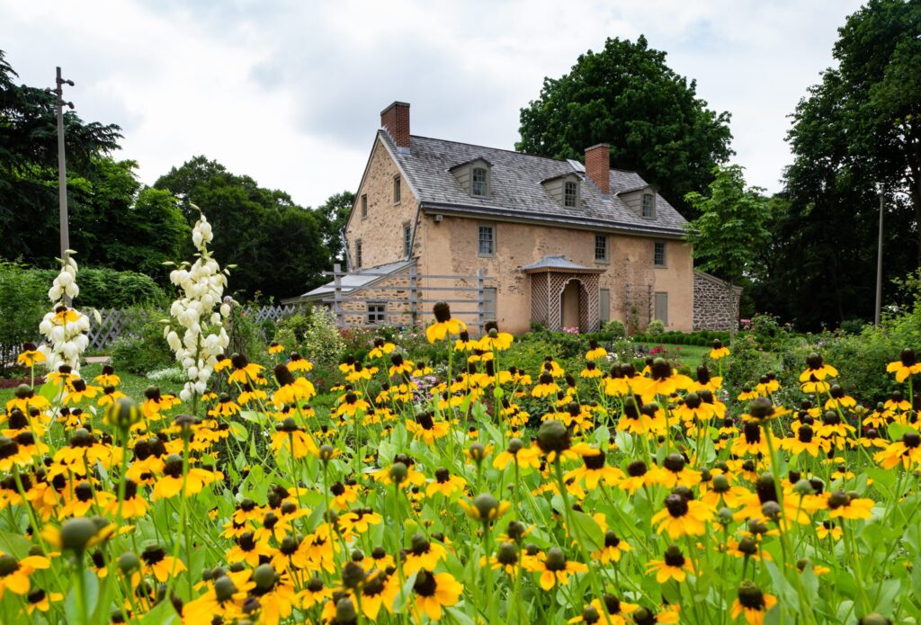 Flower bed of black eyed susans on the grounds of Batram's Gardens Historic House | Engagement session locations in philadelphia