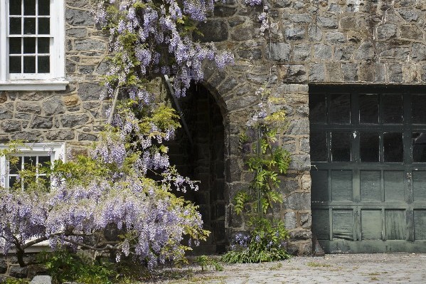 Purple wisteria hangs over an arched stone doorway at Marian Coffin Gardens - Best locations for engagement photos in Wilmington DE