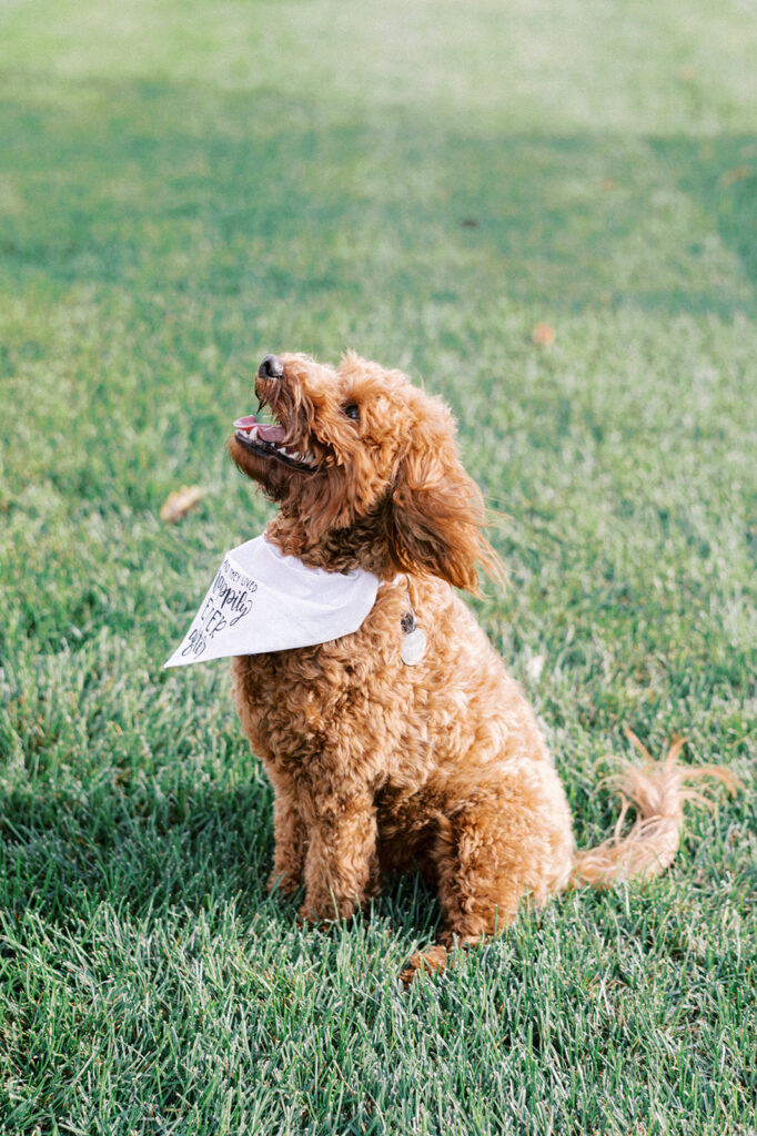 Miniature Goldendoodle sits in the grass and looks up. It wears a white bandana that reads, "and they lived happily ever after".