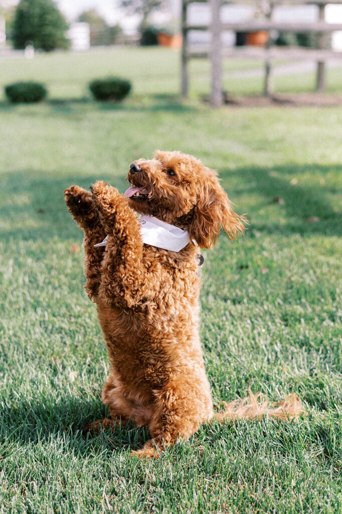 Miniature Goldendoodle  wearing a white bandana sits back on its hind legs with its front paws in the air. 